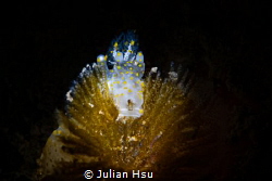 Thecacera sp. feeding by Julian Hsu 